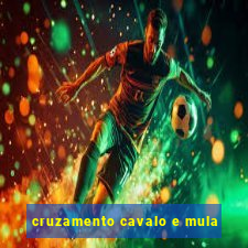 cruzamento cavalo e mula